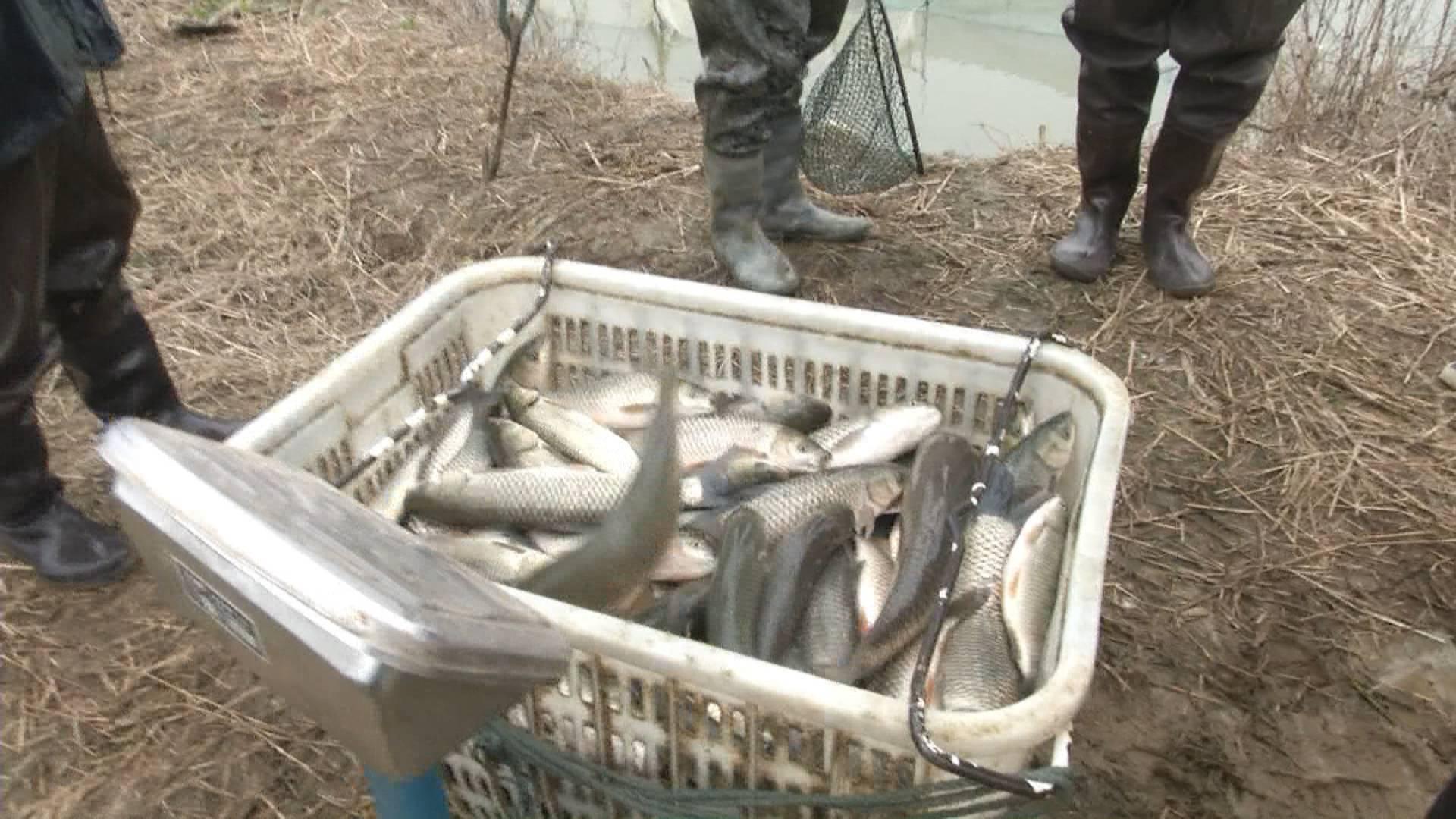 武夷山岩茶 第119页
